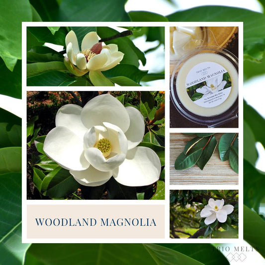 Woodland Magnolia